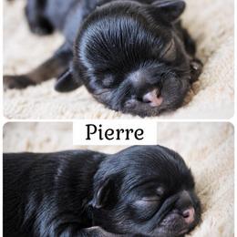 Pierre - Black and white male Shichon puppy in Pennsylvania from Manor Hills Shih Tzus