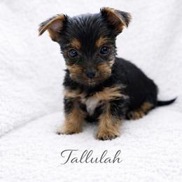Tallulah - Black and tan female Yorkshire Terrier puppy in Iron Mountain, Michigan from Celestial Family Terriers (Yooper Yorkies)