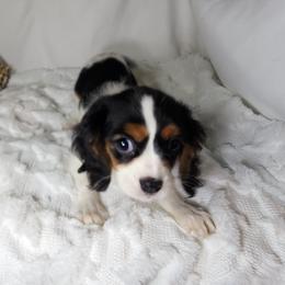 AKC SUGAR - Tri-color female Cavalier King Charles Spaniel puppy in Joplin, Missouri, Missouri from HOL-A-DA CAVALIERS