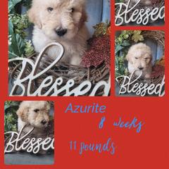 Boy 1 - Saint Berdoodle puppy in St. Maries, Idaho from Casseldoodles @ CasselFarm