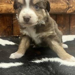 Miniature Australian Shepherd Puppies from Lil Lain Farms