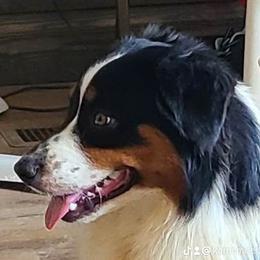 Watts - Australian Shepherd