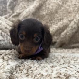Dachshund and French Bulldog Puppies from Trust Fund Devil Kennel