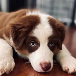 Australian Shepherd and Miniature American Shepherd Puppies from Heart2Heart Pups LLC