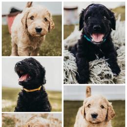 Goldendoodle and Shihpoo Puppies from Stormie's Doodles