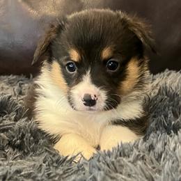EP 2 - Black and tan male Pembroke Welsh Corgi puppy in Stockton, Iowa from Infinity Corgis