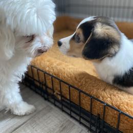 Pembroke Welsh Corgi Puppies from 777 Corgis