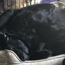 Labrador Retrievers from Belvoir Labrador Retrievers