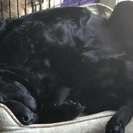 Labrador Retrievers from Belvoir Labrador Retrievers