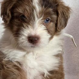 Jalapeño - Red merle female Aussiedoodle puppy in Lithia, Florida from Waterford Doodle Farm