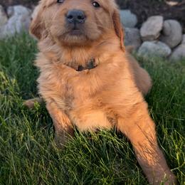 Golden Retriever Puppies from Chrysus Spirit Goldens