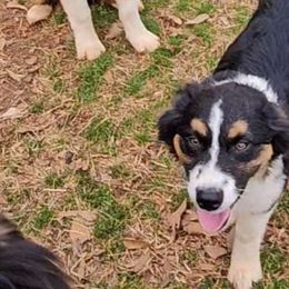 Girl 1 - Black tri-color Australian Shepherd puppy in Georgia from Southern Bred Aussies