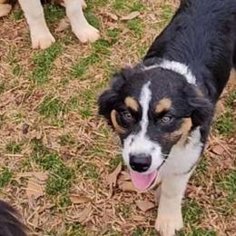 Girl 1 - Black tri-color Australian Shepherd puppy in Georgia from Southern Bred Aussies