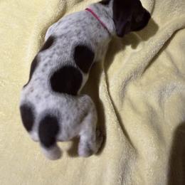 Pink - Liver roan female German Shorthaired Pointer puppy in Jackson, Georgia from Rosengrace Gsps (formerly Tiner GSP’s)