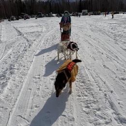 Alaskan Husky puppies from Fun On The Run Kennel