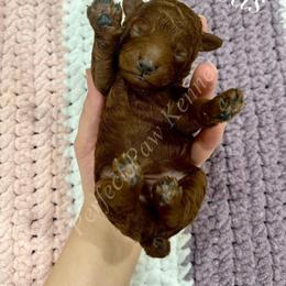 Texas - Red  male Poodle puppy in Port Arthur, Texas from Perfect Paw Kennel