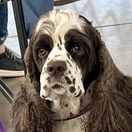 Raine - Cocker Spaniel