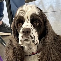 Raine - Cocker Spaniel