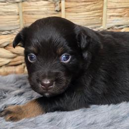 Camshaft - Red tri male Miniature Australian Shepherd puppy in Paris, Texas from Blue Envy Mini Aussies