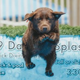 Narya - Labrador Retriever