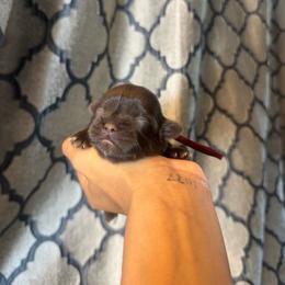 Honey - Chocolate female Shih Tzu puppy in Lanoka Harbor, New Jersey from Lilly’s Seashore Shih Tzus