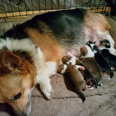 Panda - Pembroke Welsh Corgi