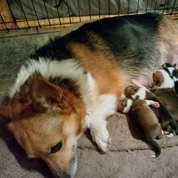 Panda - Pembroke Welsh Corgi