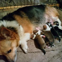 Panda - Pembroke Welsh Corgi