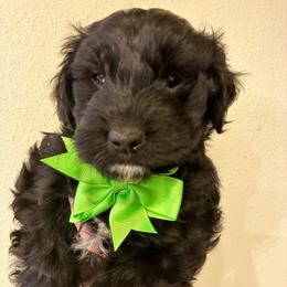 Romeo - Black and white male Aussiedoodle puppy in Elk, Washington from James Ruby Farms