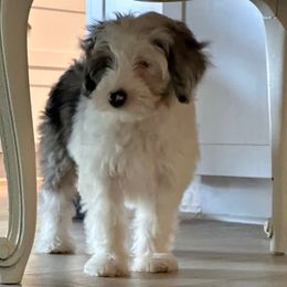 Matilda Bright Blues - Blue merle female Aussiedoodle puppy in Charlestown, Indiana from Forever Aussies and A Doodle