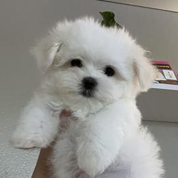 Maltese Puppies from B&O Maltese