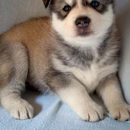 Drake - Sable and white male Siberian Husky puppy in Grant City, Missouri from Timberline Paws