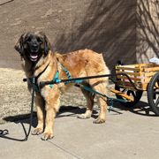 Gilda - Leonberger