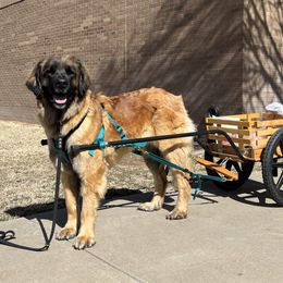 Gilda - Leonberger