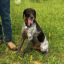 Moose - German Shorthaired Pointer