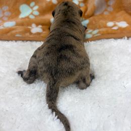 Olivia - Red brindle female Whippet puppy in West Plains, Missouri from Sycamore Ridge Puppies