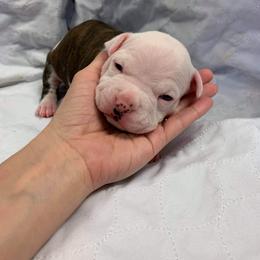 American Staffordshire Terrier Puppies from America's Best