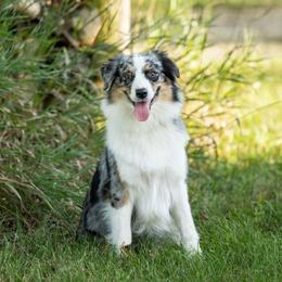 Keeper - Australian Shepherd