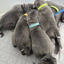 Cane Corso Puppies from Westland Kennels