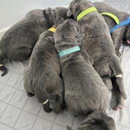 Cane Corso Puppies from Westland Kennels