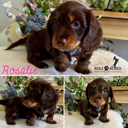Rosalie - AKC - Silky - Chocolate and tan female Dachshund puppy in Kemp, Texas from Koli Acres