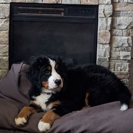 Blue - Black rust and white Bernese Mountain Dog puppy in Connecticut from Campany Berners