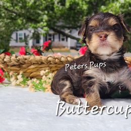 Yorkshire Terrier Puppies from Peters Pups Yorkshire Terriers