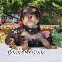 Yorkshire Terrier Puppies from Peters Pups Yorkshire Terriers