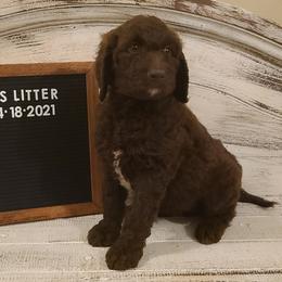 Goldendoodle and Golden Retriever Puppies from Charity Scott