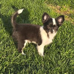 Oreo - Black and white male Chihuahua puppy in Amity, Pennsylvania from Baxters Chihuahuas