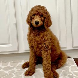 Boy 1 - Red  Goldendoodle puppy in Mount Juliet, Tennessee from Furever Doodle Co
