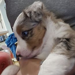 Miniature Australian Shepherd Puppies from Carter's Cuties
