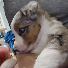 Miniature Australian Shepherd Puppies from Carter's Cuties