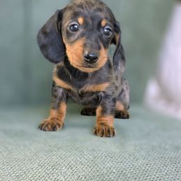 Red Girl - Dapple female Dachshund puppy in Campbellsville, Kentucky from Poplar Ridge Dachshunds